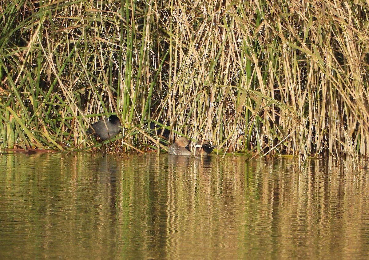 Gadwall - ML646604045