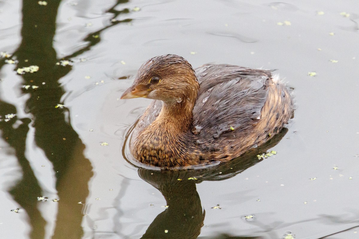 potápka americká - ML646604046