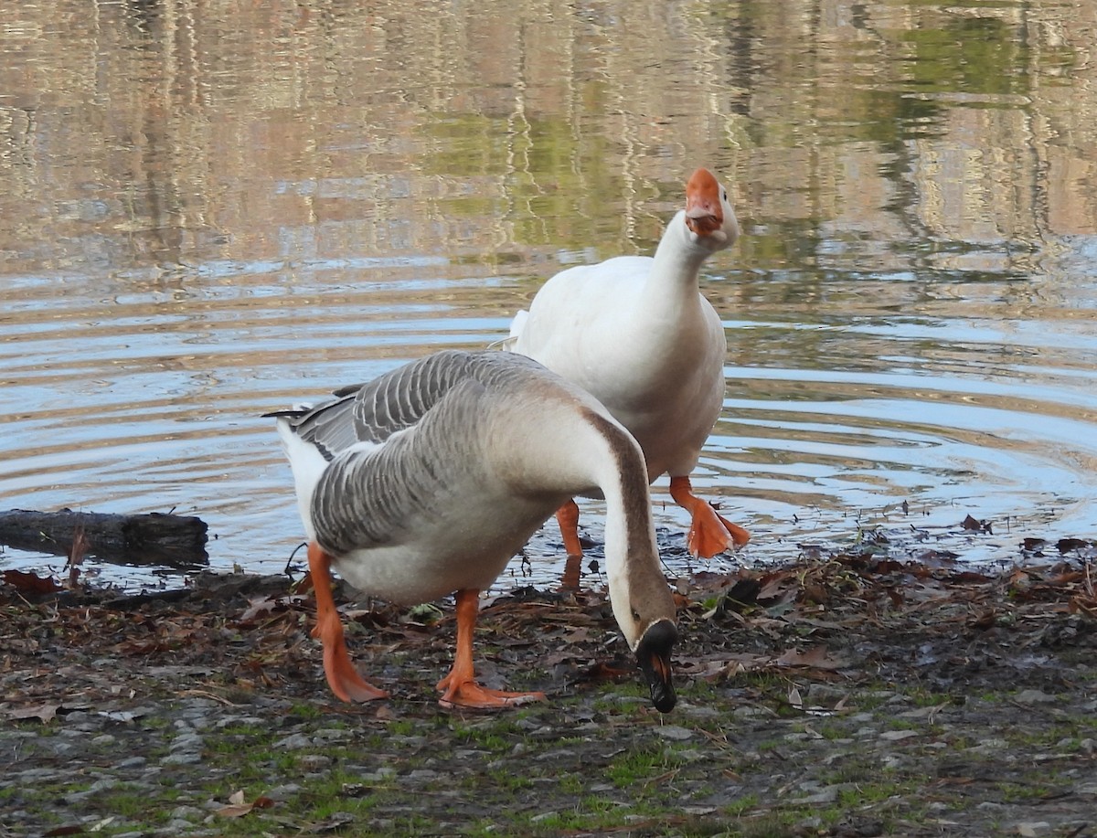 tamgås (domestisert Anser sp.) - ML646604048