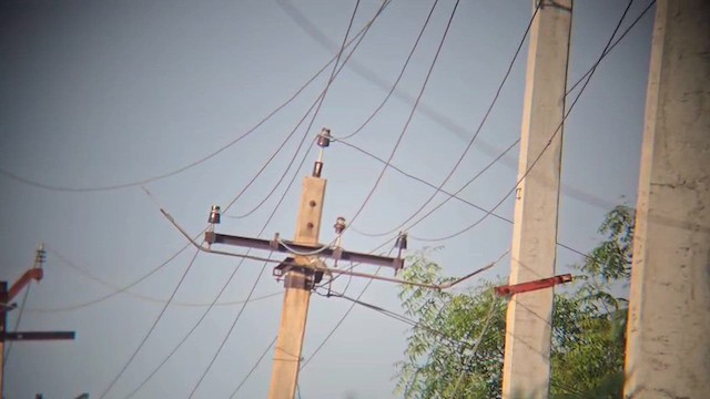 Spotted Owlet - ML646604050