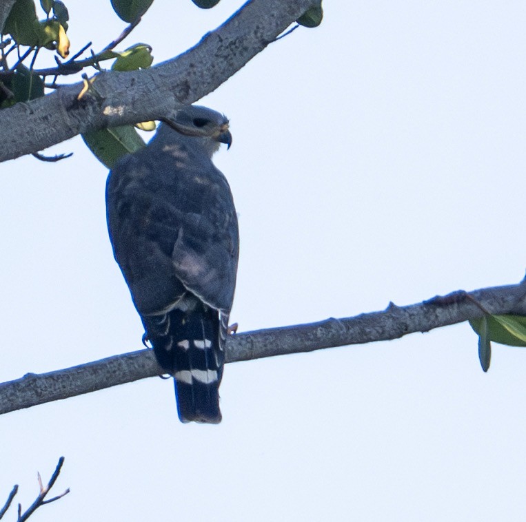 Gray Hawk - ML646604051