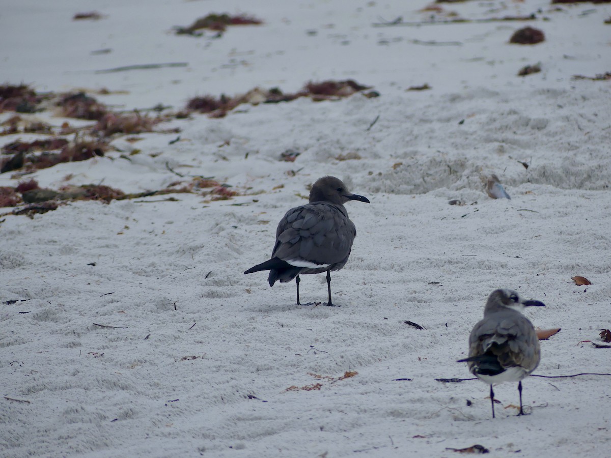 Мартин сірий - ML646604052