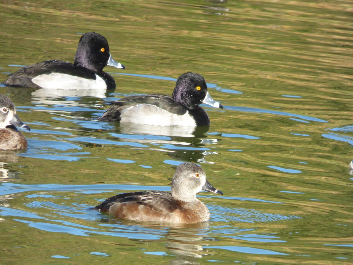Fuligule à collier - ML646604053