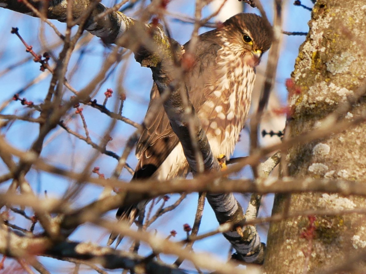 Merlin - ML646604054