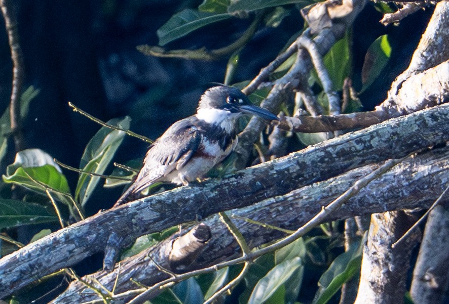 Belted Kingfisher - ML646604055