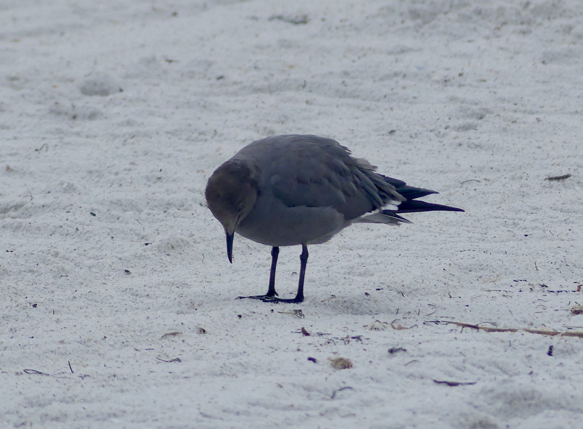 Мартин сірий - ML646604056