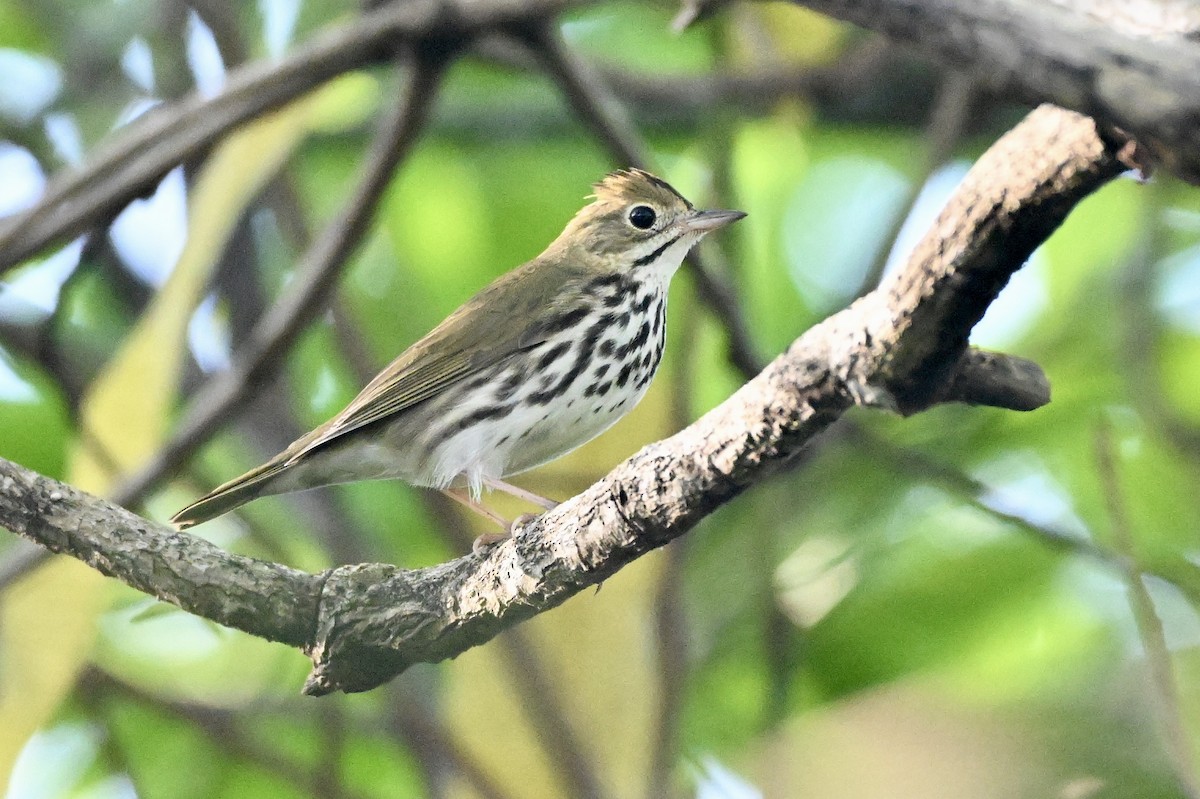Ovenbird - ML646604057
