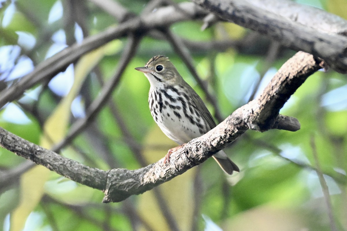 Ovenbird - ML646604058