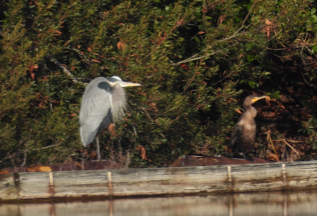 herodiashegre - ML646604060