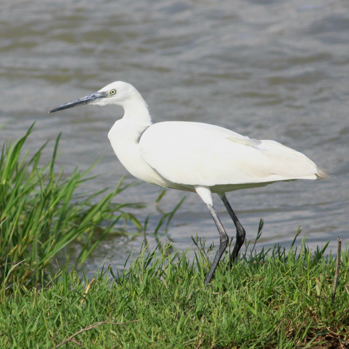 Küçük Ak Balıkçıl - ML646604067