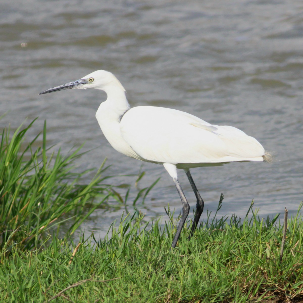 Küçük Ak Balıkçıl - ML646604068