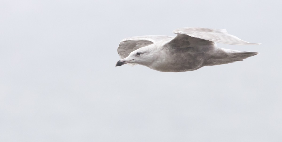 gull sp. - ML646604069