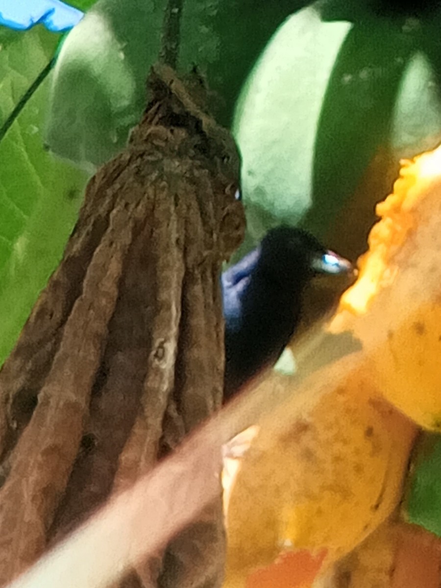 White-lined Tanager - ML646604070