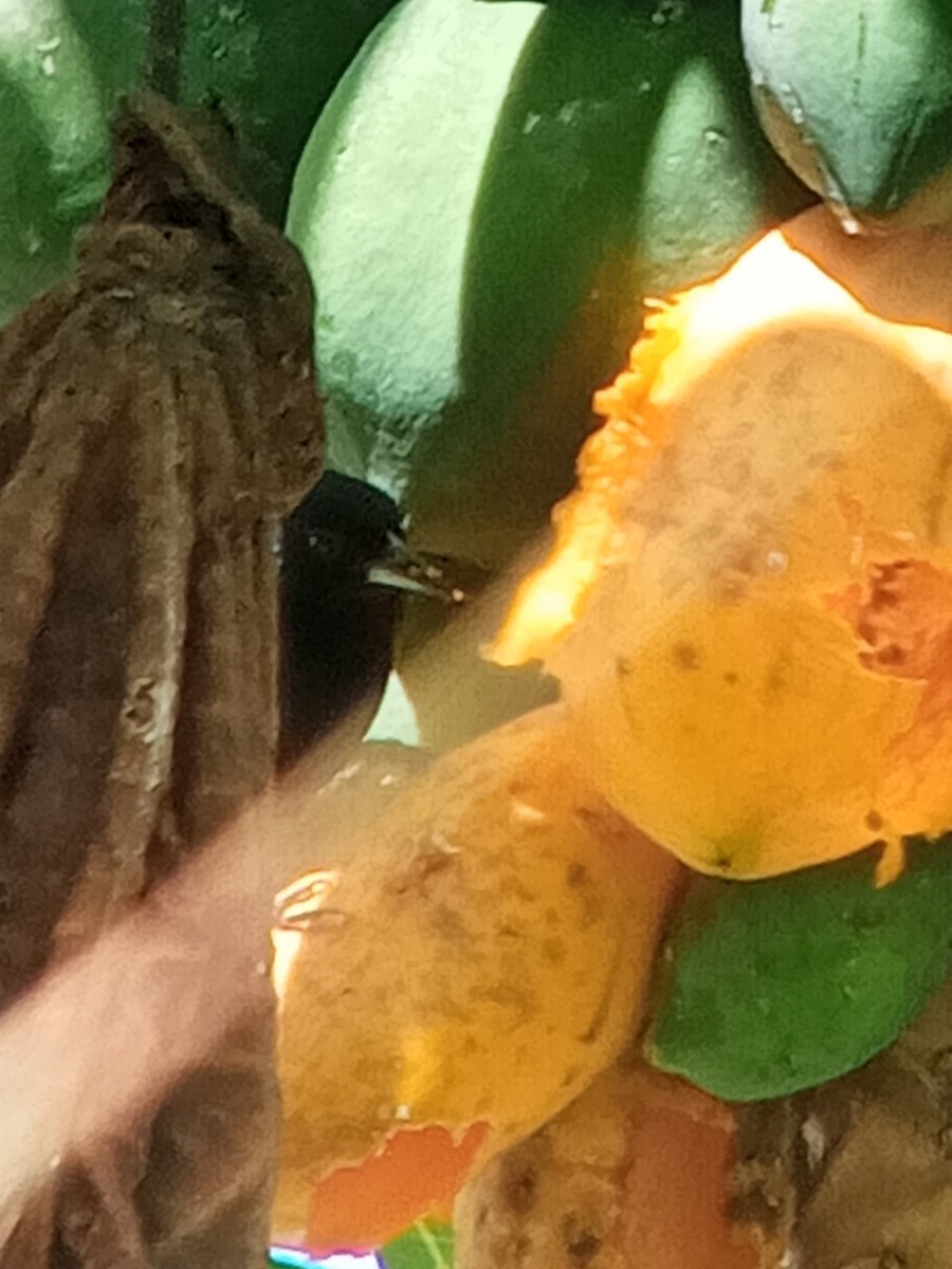 White-lined Tanager - ML646604071