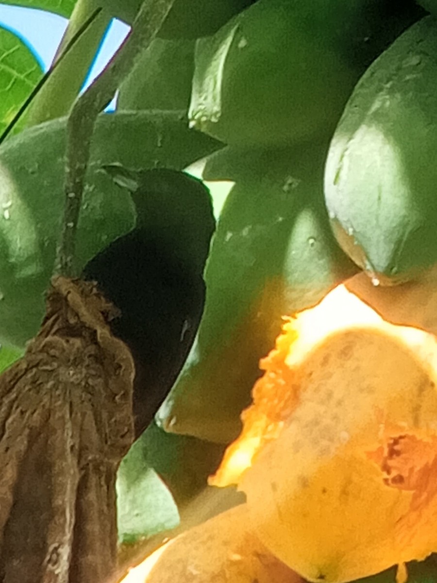 White-lined Tanager - ML646604072