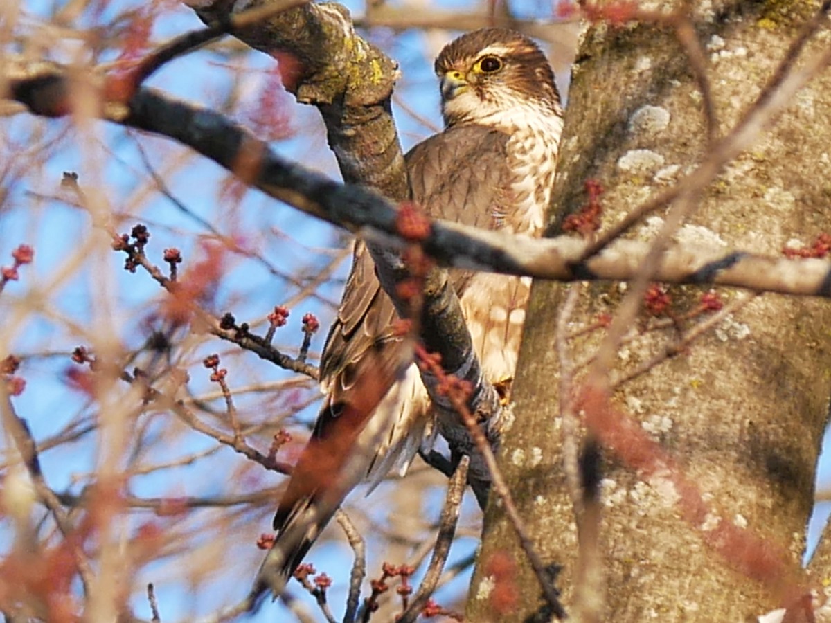 Merlin - ML646604073