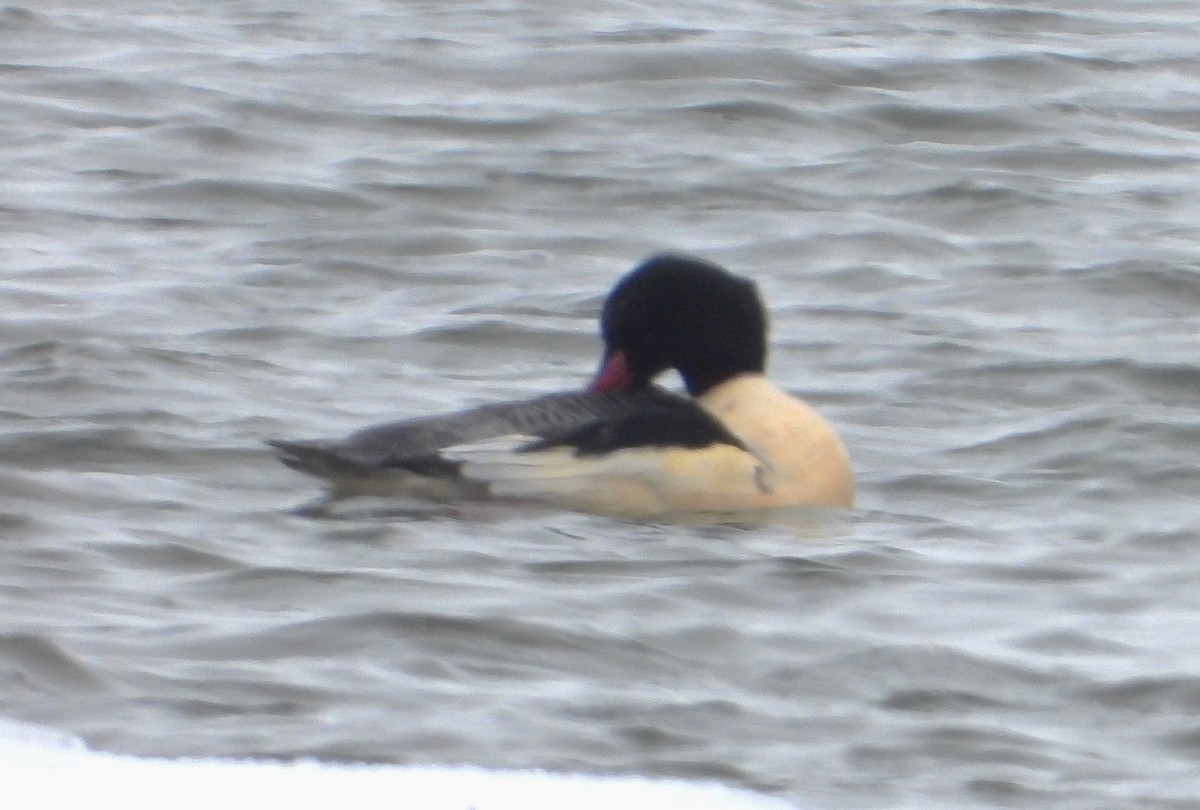 川秋沙 - ML646604074