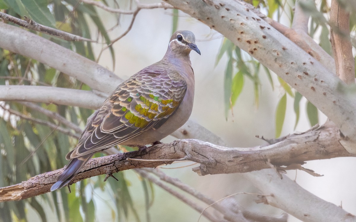 Common Bronzewing - ML646604075