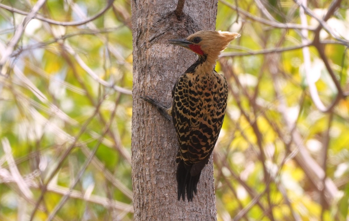 Ochre-backed Woodpecker - ML646604076