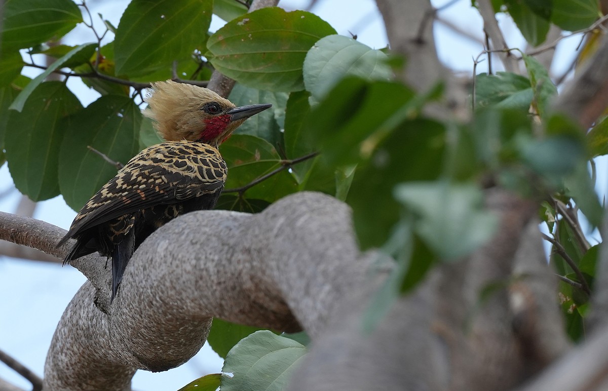 Ochre-backed Woodpecker - ML646604077