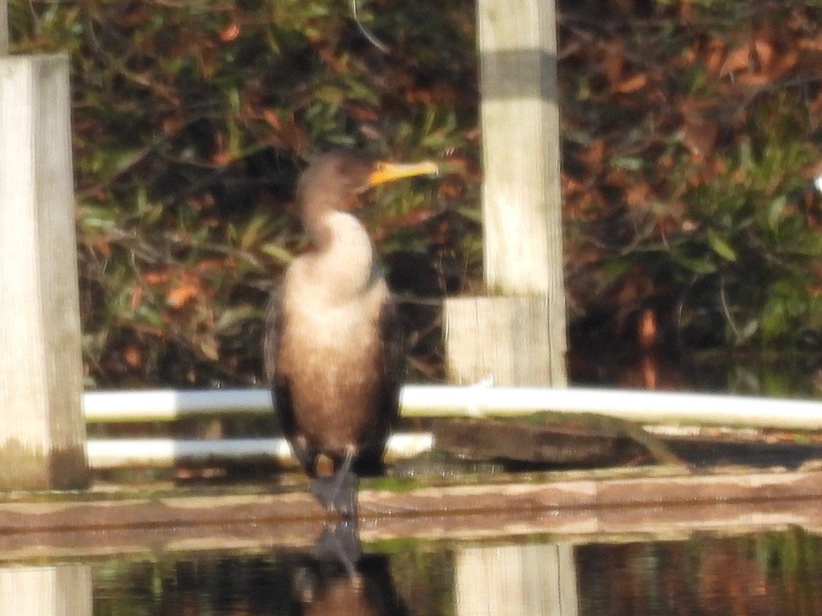 totoppskarv - ML646604078