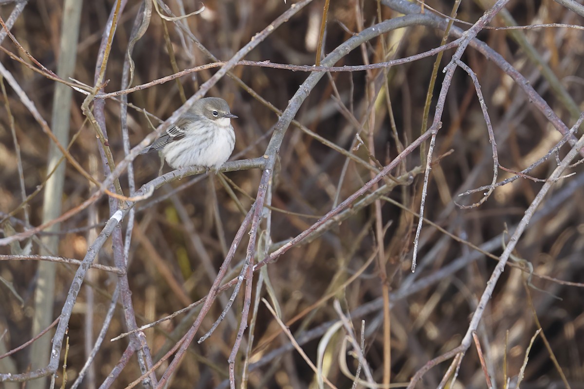 Yellow-rumped Warbler - ML646604083