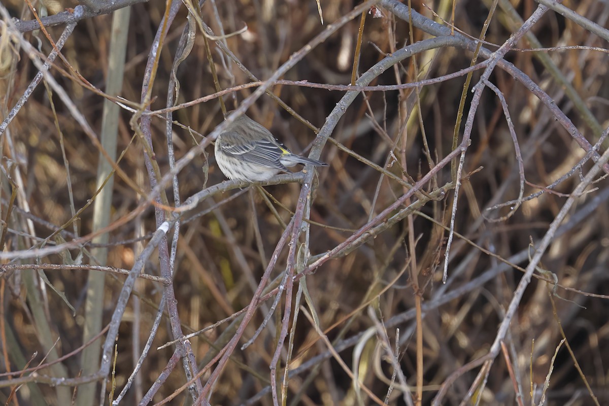 Yellow-rumped Warbler - ML646604086