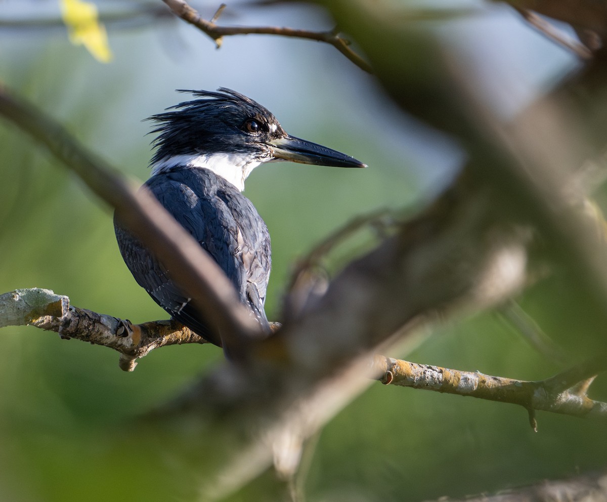 Belted Kingfisher - ML646604087
