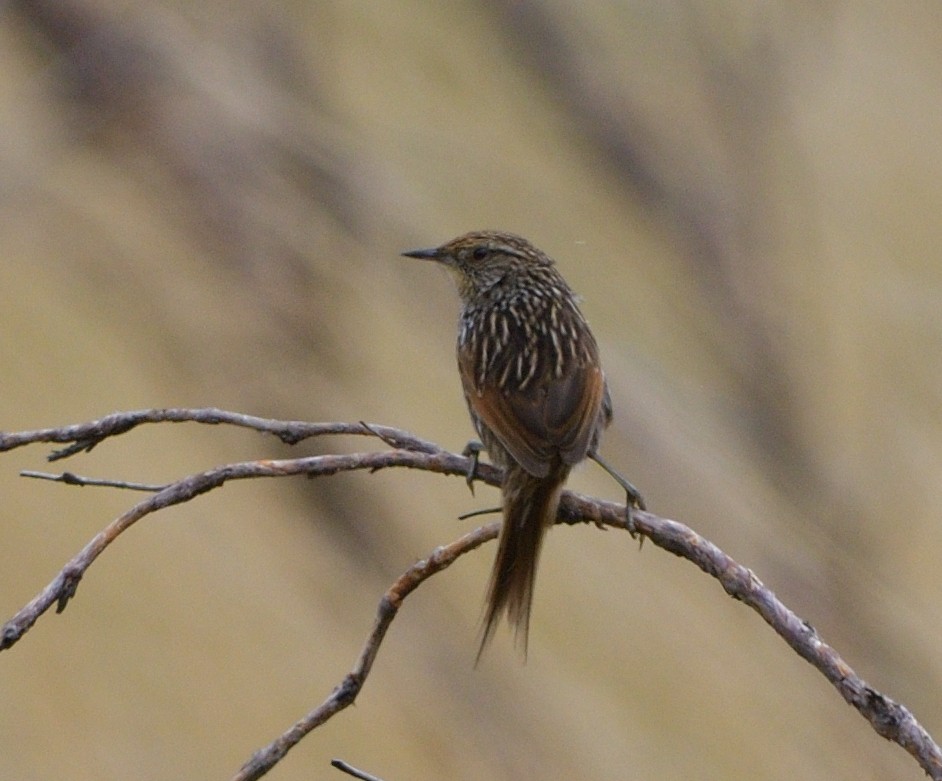 Many-striped Canastero - ML646604090