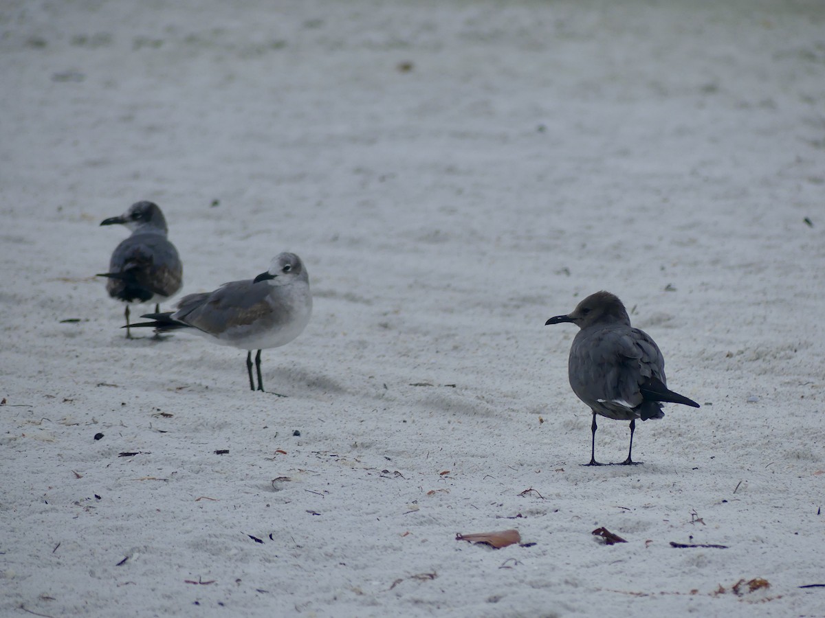 Мартин сірий - ML646604091