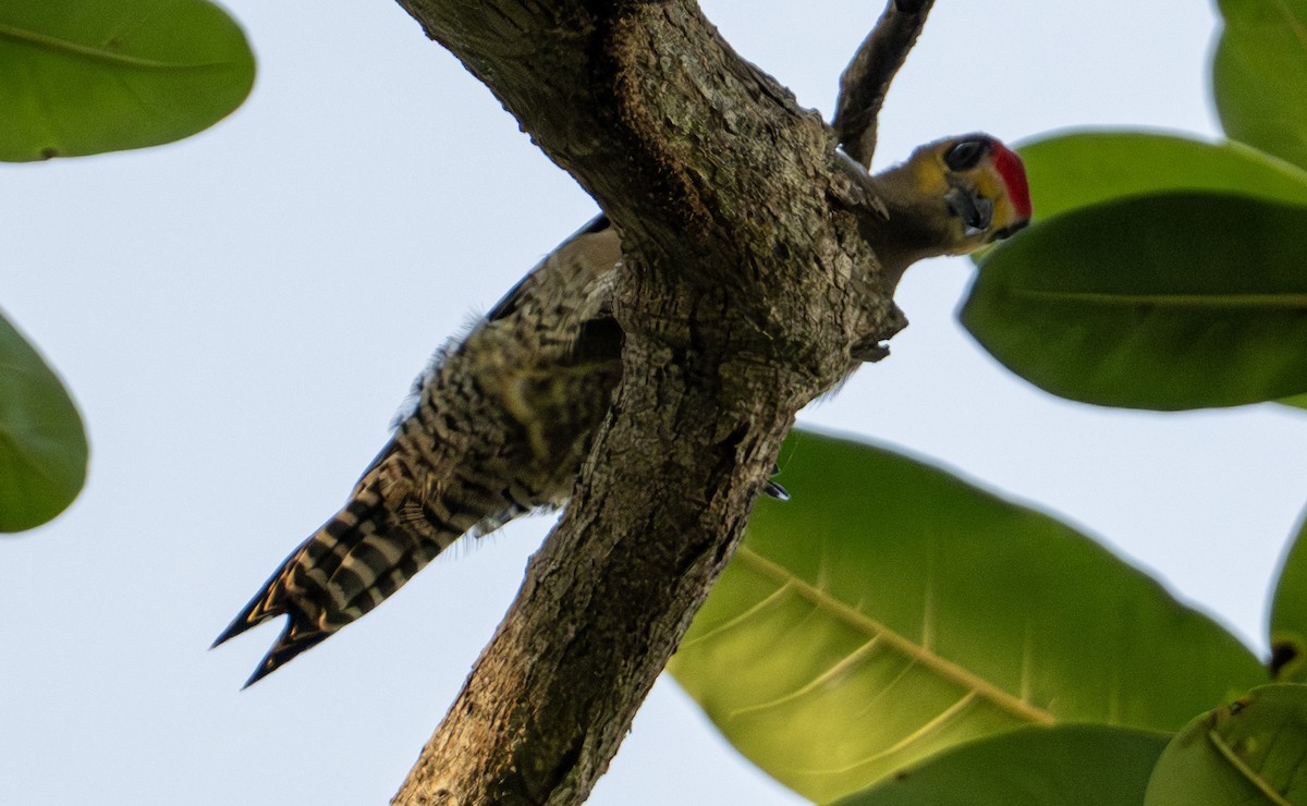 Golden-cheeked Woodpecker - ML646604092