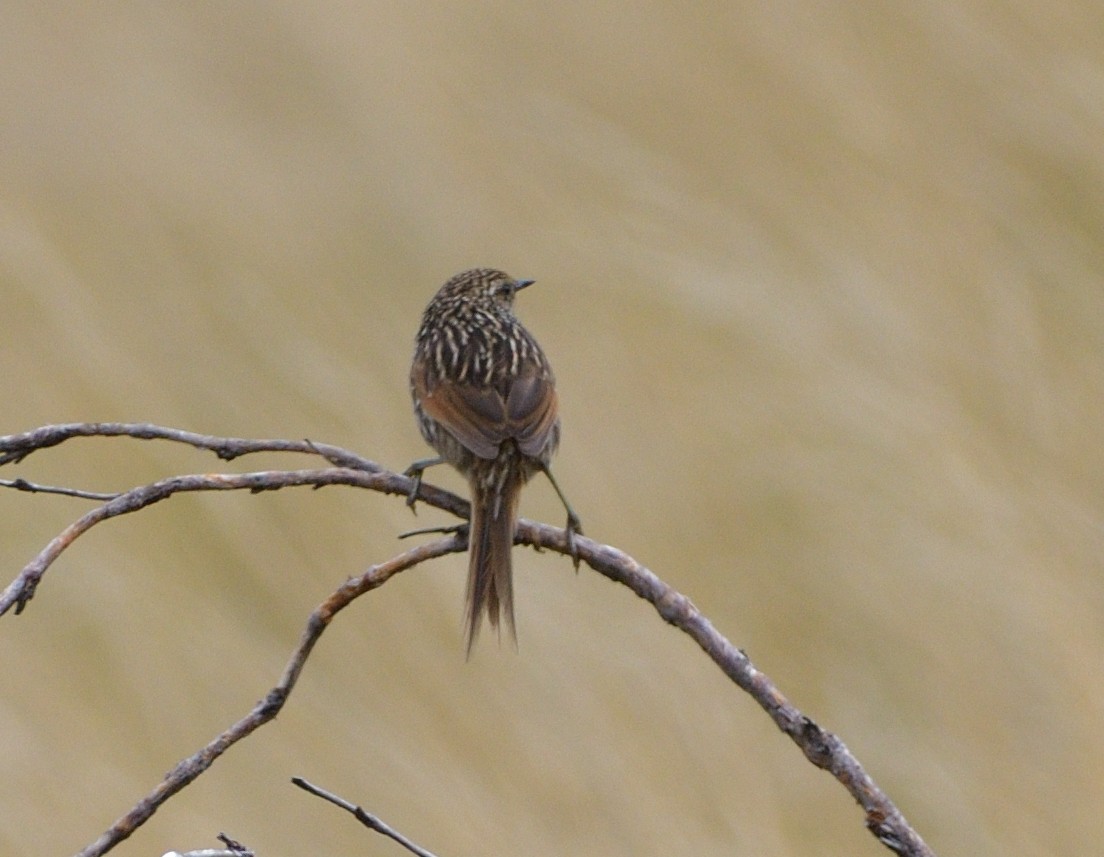 Many-striped Canastero - ML646604095