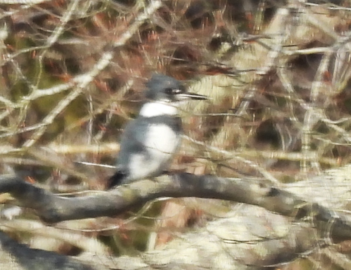 belteisfugl - ML646604096