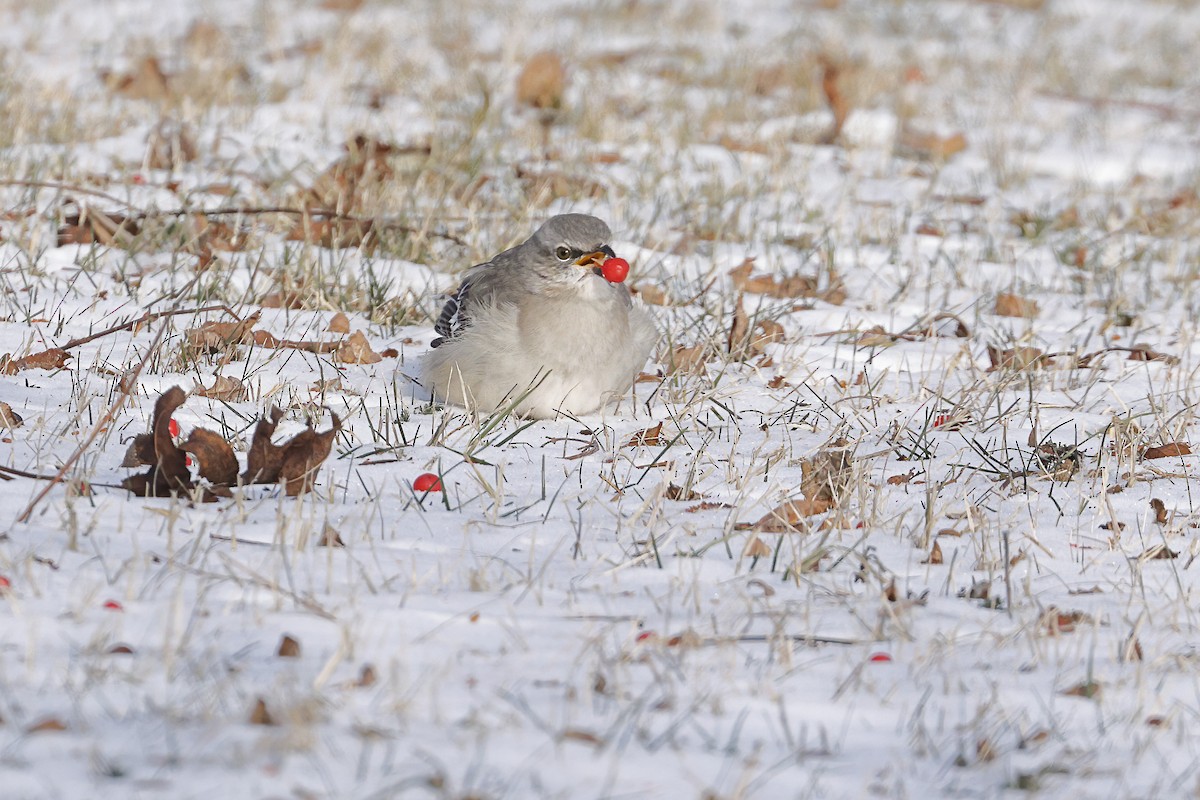 Northern Mockingbird - ML646604098