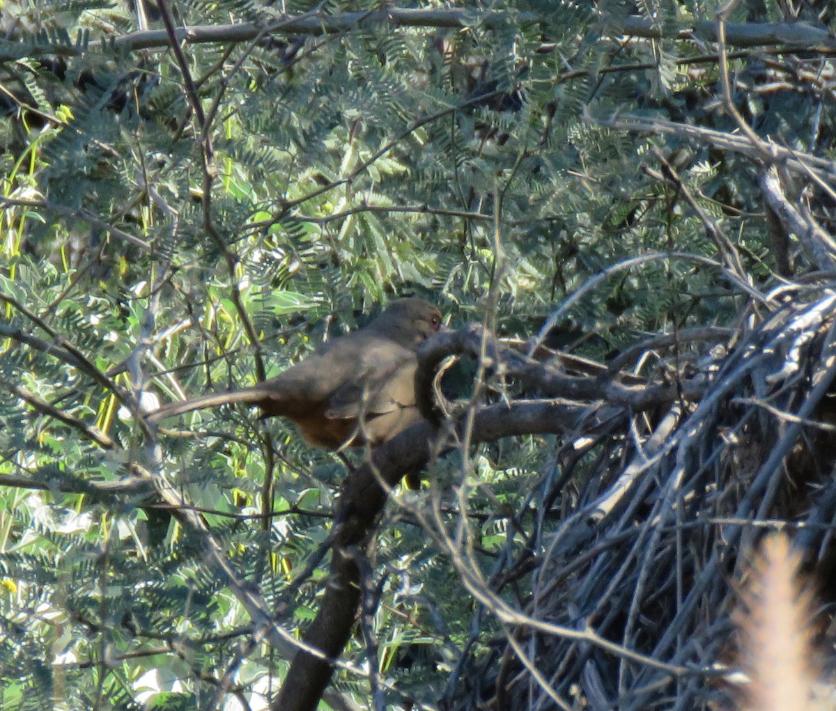 Abert's Towhee - ML646604100