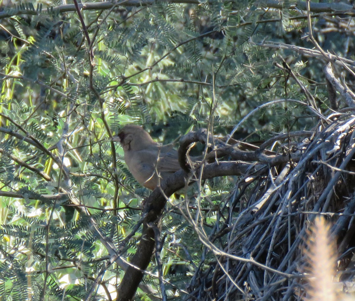 Abert's Towhee - ML646604101