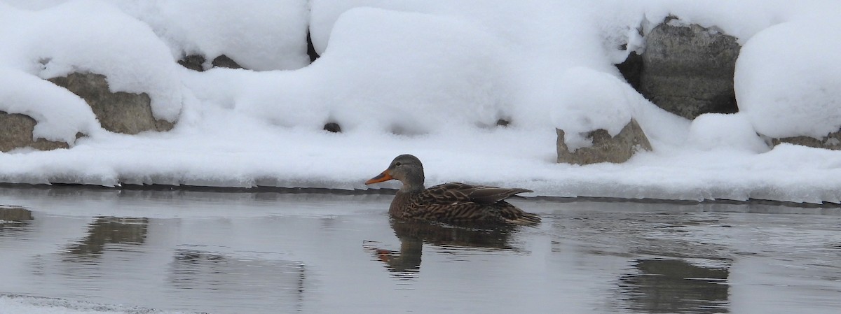 綠頭鴨 - ML646604103