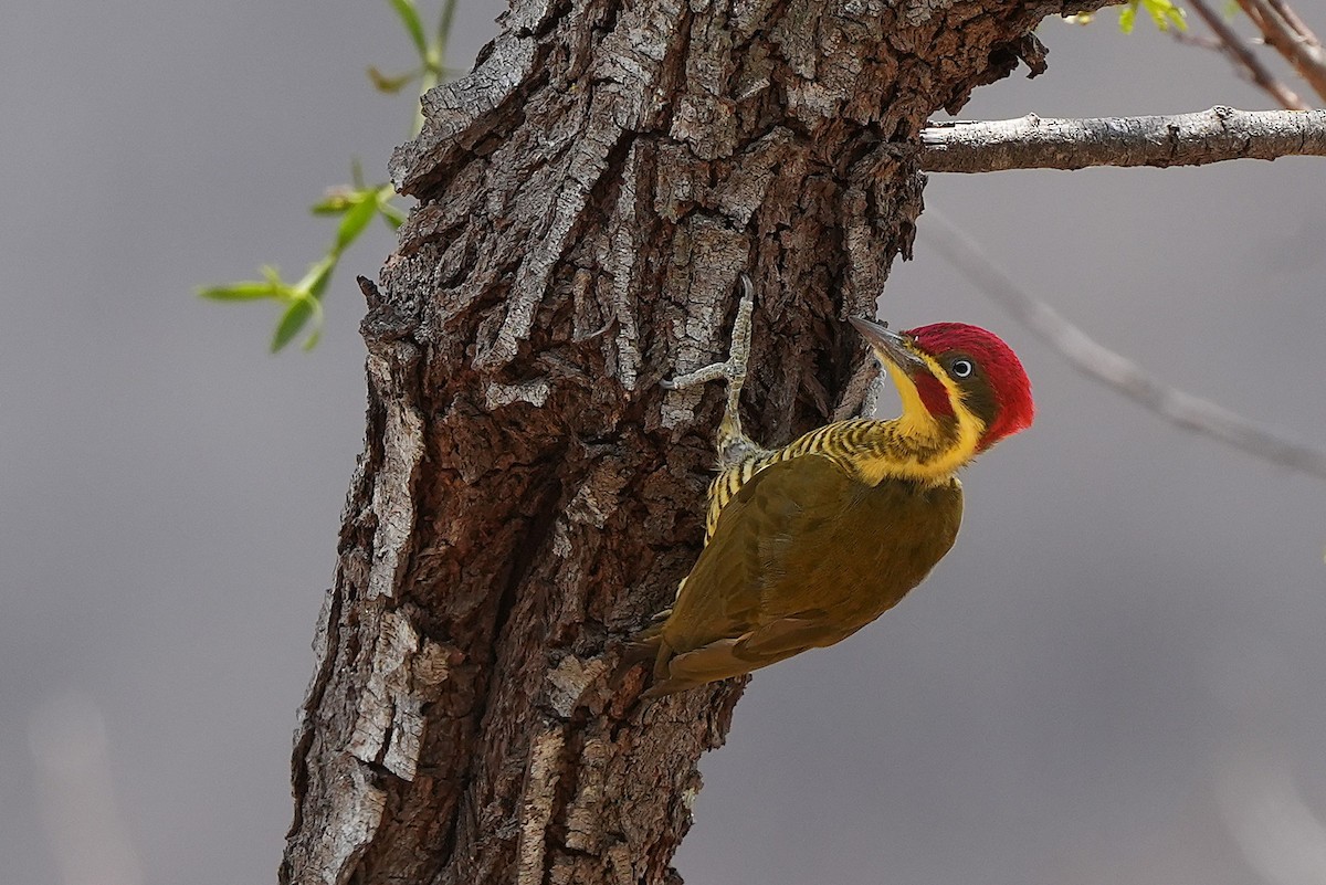 Golden-green Woodpecker - ML646604104