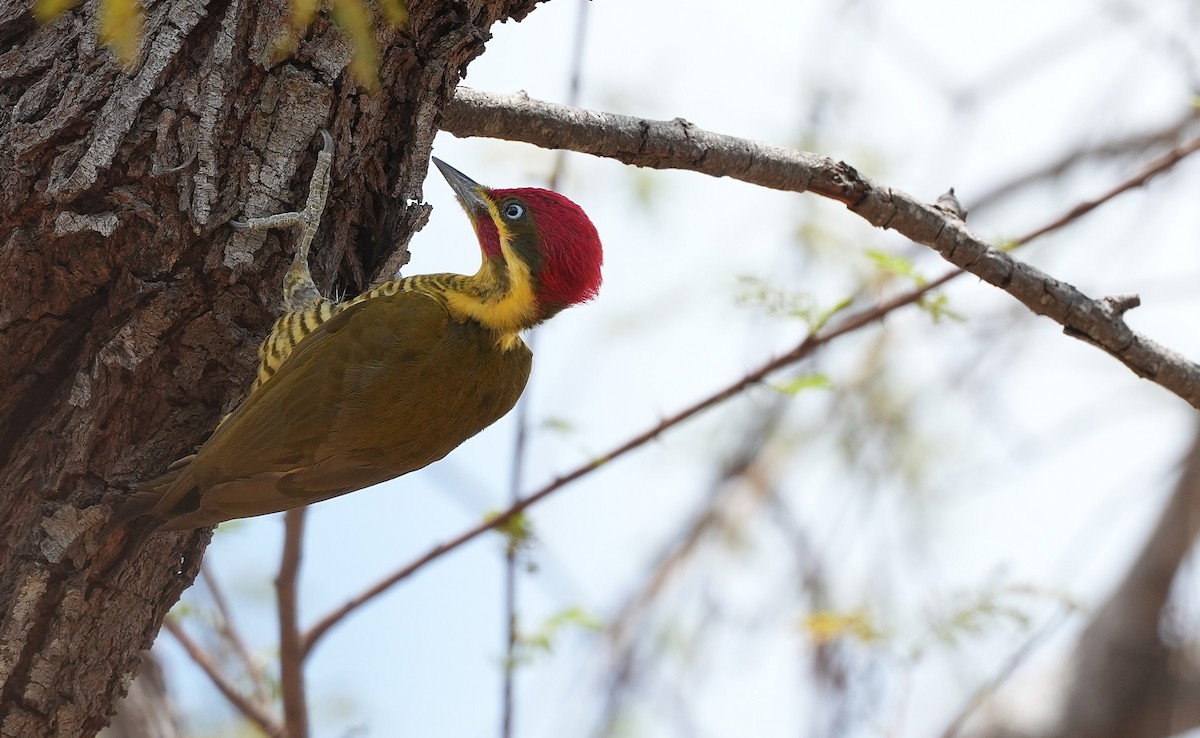 Golden-green Woodpecker - ML646604105