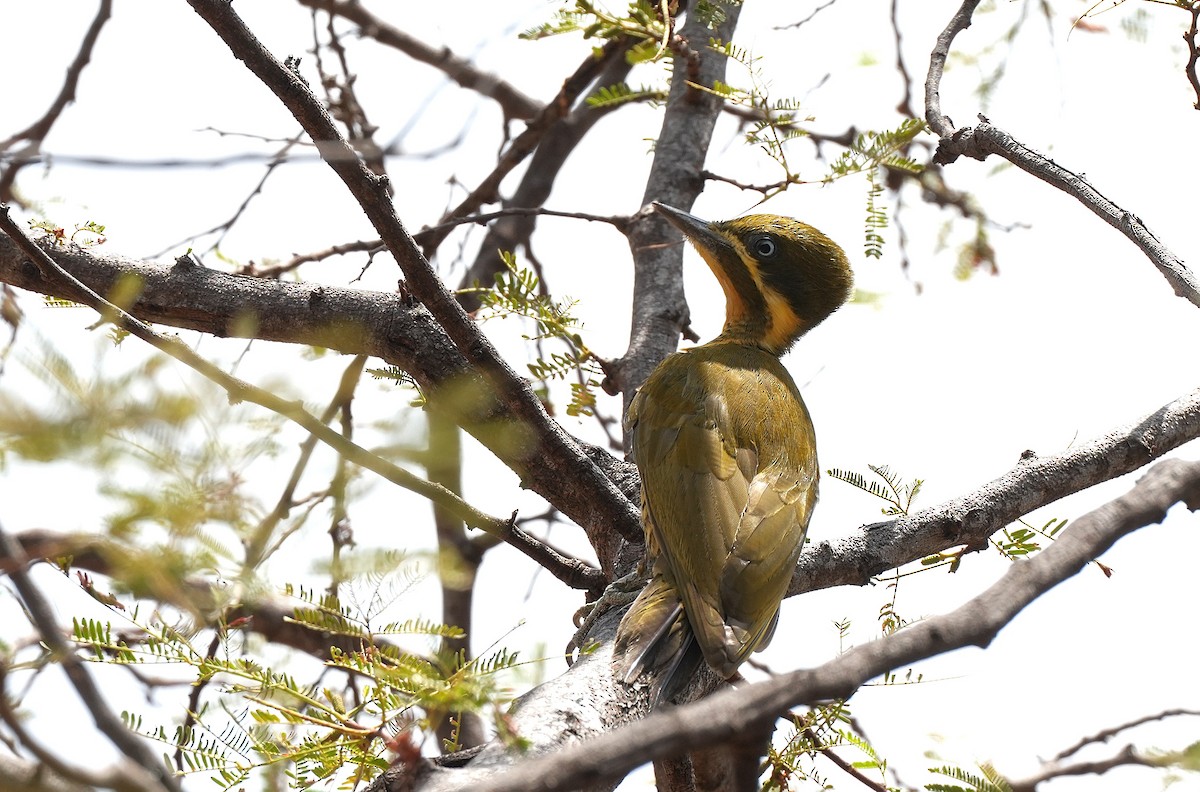 Golden-green Woodpecker - ML646604106