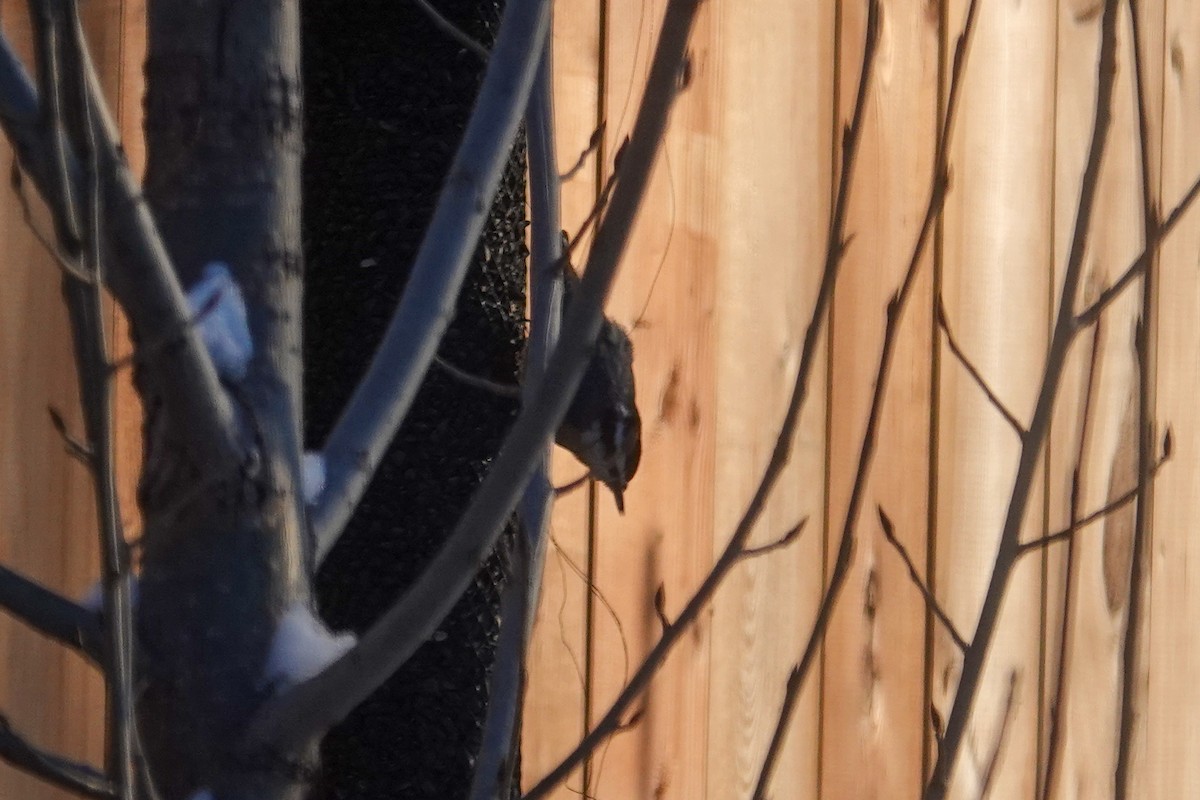 Rotbrustkleiber - ML646604107