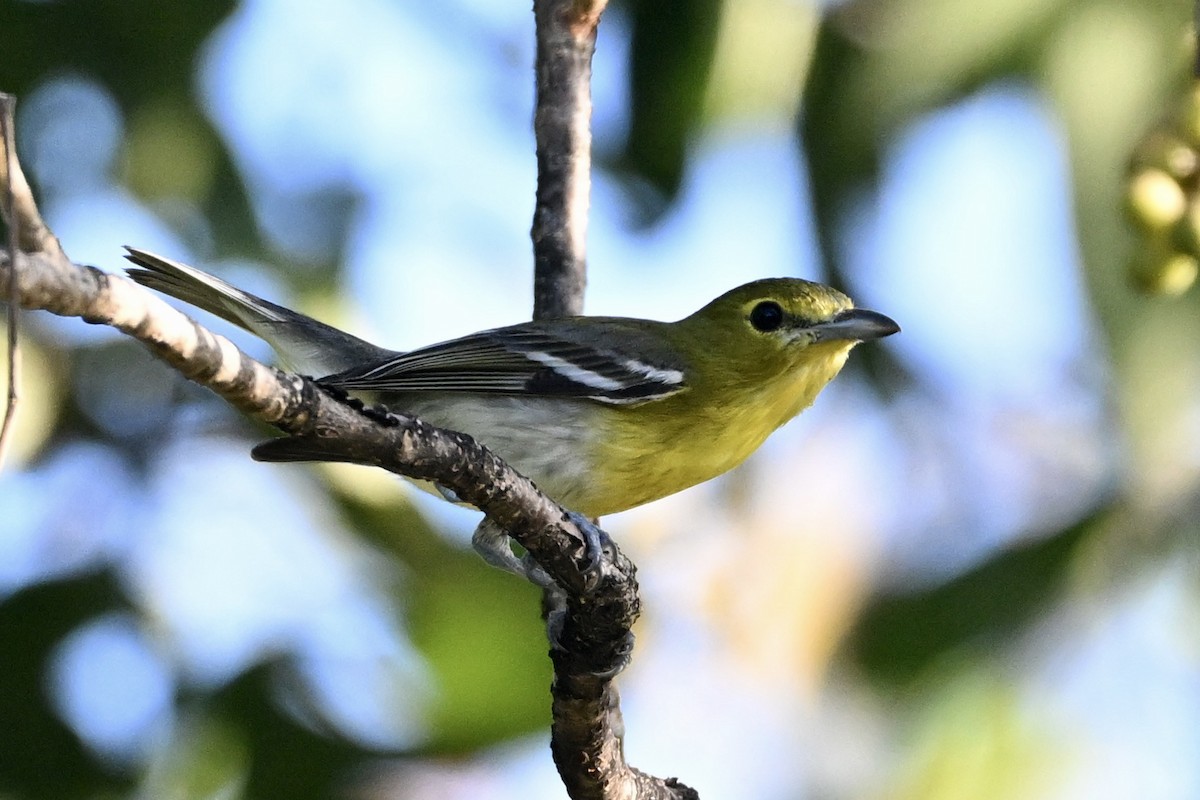 Yellow-throated Vireo - ML646604109