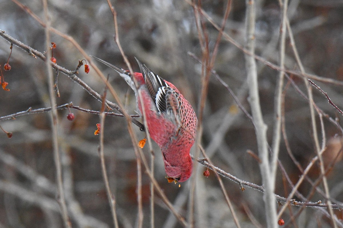 Pine Grosbeak - ML646604112