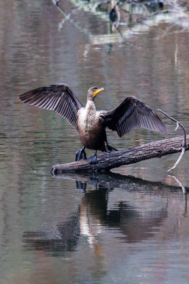 kormorán ušatý - ML646604114