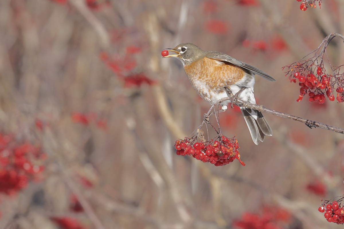 American Robin - ML646604116