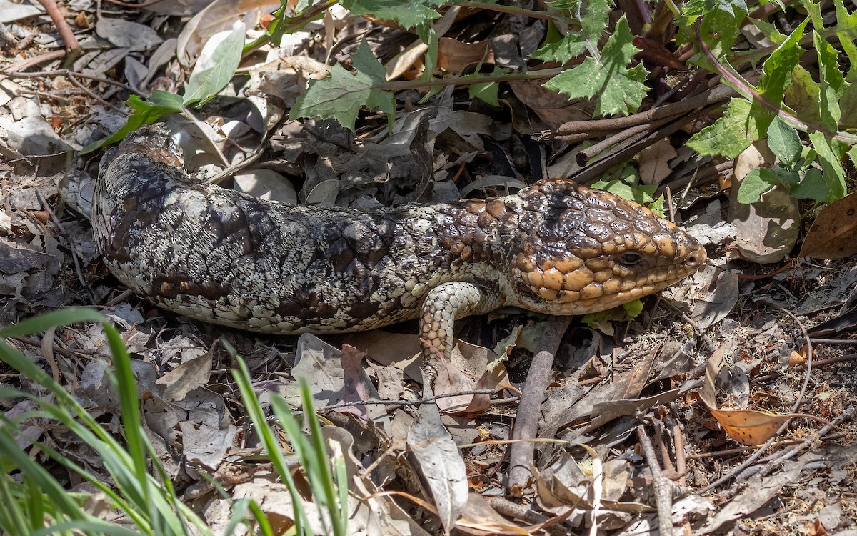 Animali - ML646604117