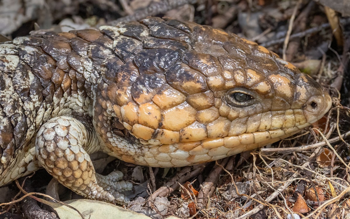 Animali - ML646604118