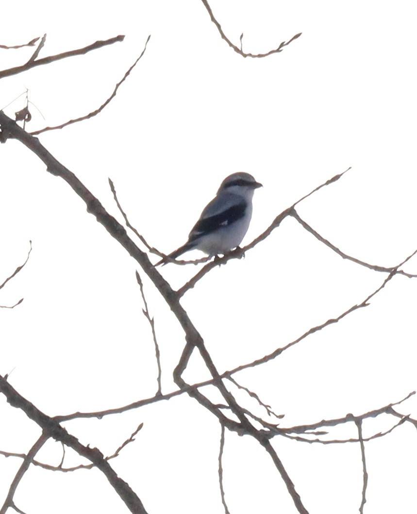 ťuhýk severní - ML646604119