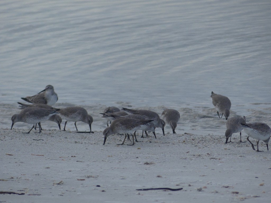 jespák rezavý - ML646604120