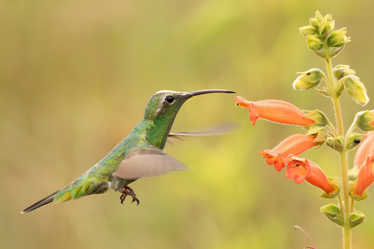 Бронзовоспинный колибри - ML646604122